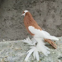 بادکنکی ماهرو|پرنده|اصفهان, ارغوانیه|دیوار