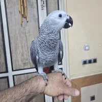 جوجه کاسکو سخنگو|پرنده|شیراز, کوشک میدان|دیوار