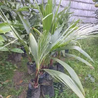 پالم نایلکسی