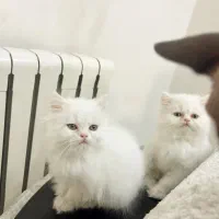 گربه نژاد پرشین سفید چین چیلا