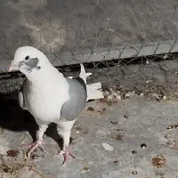 کفتر رنگی|پرنده|لار, |دیوار