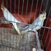 عروس هلندی به شرط|پرنده|خان ببین, |دیوار