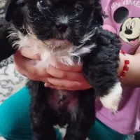 سگ نژادشیتزوسوپرفلت|سگ|شاهدشهر, |دیوار