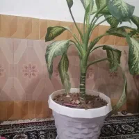 گل آپارتمانی زیبا