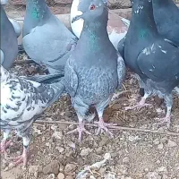 ****|پرنده|ابرکوه, |دیوار