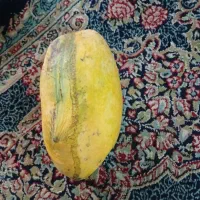 انبه تازه
