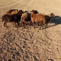 میش آبستن میش بره|حیوانات مزرعه|کوهدشت, |دیوار