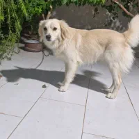 سگ اشپیتز