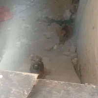 توله سگ|سگ|رباط‌کریم, شهرک صنعتی نصیرآباد|دیوار