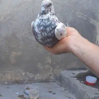 کبوتر شازده سبز وقلم کار