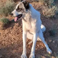 سگ گوسفند