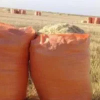 کاه گندم دیم سنقر