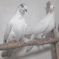 کفتر رنگی|پرنده|قم, جمکران|دیوار