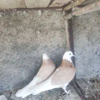 شازده زرد|پرنده|مبارکه, |دیوار
