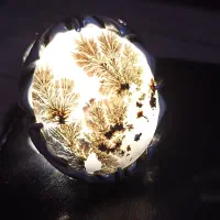 انگشتر شجر|جواهرات|قزوین, |دیوار