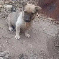 سگ بوبی|سگ|سراب, |دیوار
