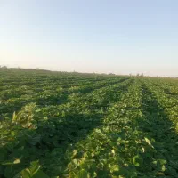 توت فرنگی سابرینا|گل و گیاه طبیعی|مزرعه کتول, |دیوار