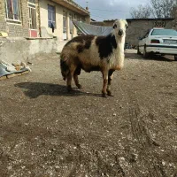 قوچ خال سیاه|حیوانات مزرعه|بروجرد, |دیوار