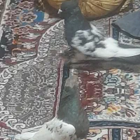 کبوتر