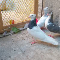 کفتر سار سرور کلاغ دم سرور موشی کاکلی
