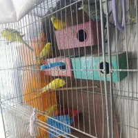 مرغ عشق|پرنده|اصفهان, جلفا|دیوار