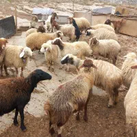 عمده و تکفروشی گوسفند شیشک و بز چاق روغنی|حیوانات مزرعه|خرم‌آباد, |دیوار