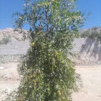 باغ ویلا روستای دره گل