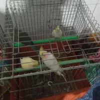 عروس هلندی  تک و جفت باتخم