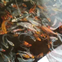 فروش ماهی کوی|ماهی|یزد, |دیوار