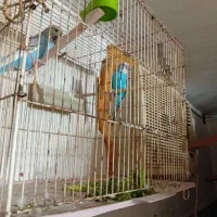 یجف عروس با یجفت مرغ عشق|پرنده|گرگان, |دیوار