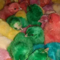 جوجه رنگی عمده|حیوانات مزرعه|مشهد, شهید احمدی روشن|دیوار