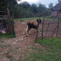 گاو شکمدار|حیوانات مزرعه|توتکابن, |دیوار