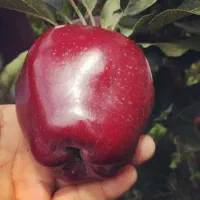 نهال های با کیفیت و اصلاحشده شده|خدمات باغبانی و درختکاری|فارسان, |دیوار