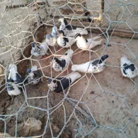 کبوتر|پرنده|زهک, |دیوار