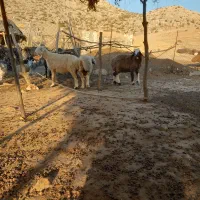 میش|حیوانات مزرعه|دوگنبدان, |دیوار