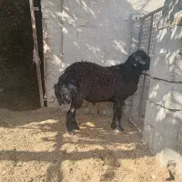 قوچ هترو دو دندان|حیوانات مزرعه|جغتای, |دیوار