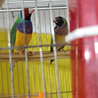 فنچ گلدین و حمال