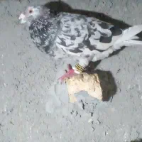 یک جفت سار‌|پرنده|شیروان (خراسان), |دیوار