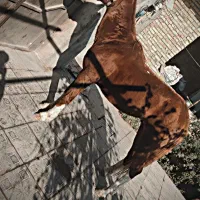 اسب تاخت|اسب و تجهیزات اسبسواری|سبزوار, قصبه غربی|دیوار