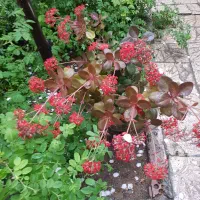 قاشقی پر گل