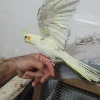 فروش عروس هلندی