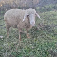 گوسفند|حیوانات مزرعه|احمدسرگوراب, |دیوار