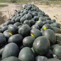 هندوانه شیرین