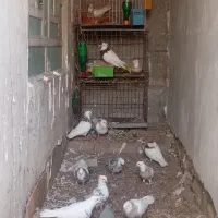 تماس جوابگو هستم|پرنده|بندر کنگان, |دیوار