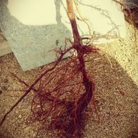 نهال انگور فخری