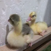 دوعدد جوجه غاز۱۵روزه دونه ای ۲۵۰