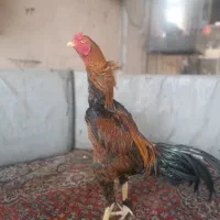 خروس لاری