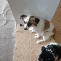 سگ ماده با توله ۵۰روزش