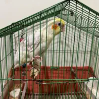 عروس هلندی|پرنده|آفتاب, |دیوار