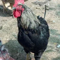 خروس محلی عالی و درمانی جوان
